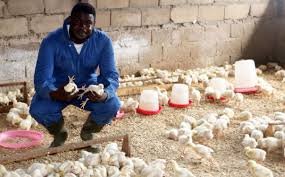 La filière avicole camerounaise en danger avec la résurgence de la grippe aviaire en Europe